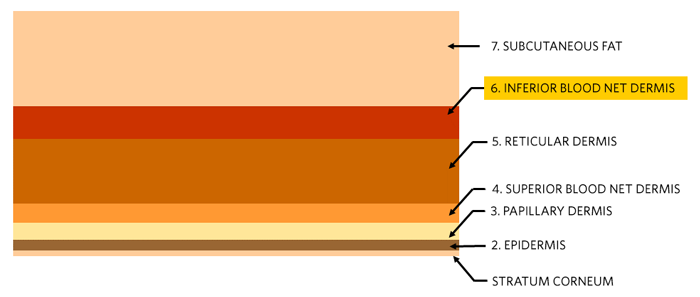 Seven-layer skin model