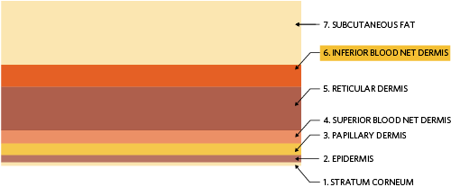 Seven-layer skin model where the first and outermost layer is the stratum corneum and the innermost layer is the subcutaneous adipose tissue or fat layer