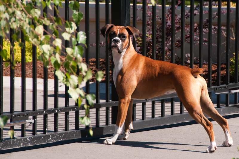 Figure 1. Dog keeping watch for unusual activity.