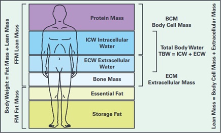 Composition of the human body