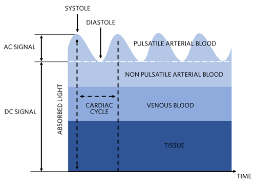 Light absorption of the skin and corresponding DC and AC levels